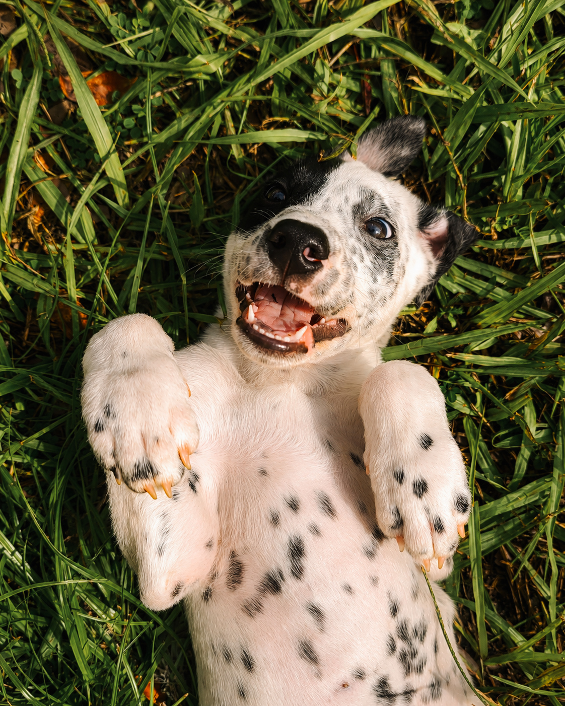A joyful spotted puppy in the grass